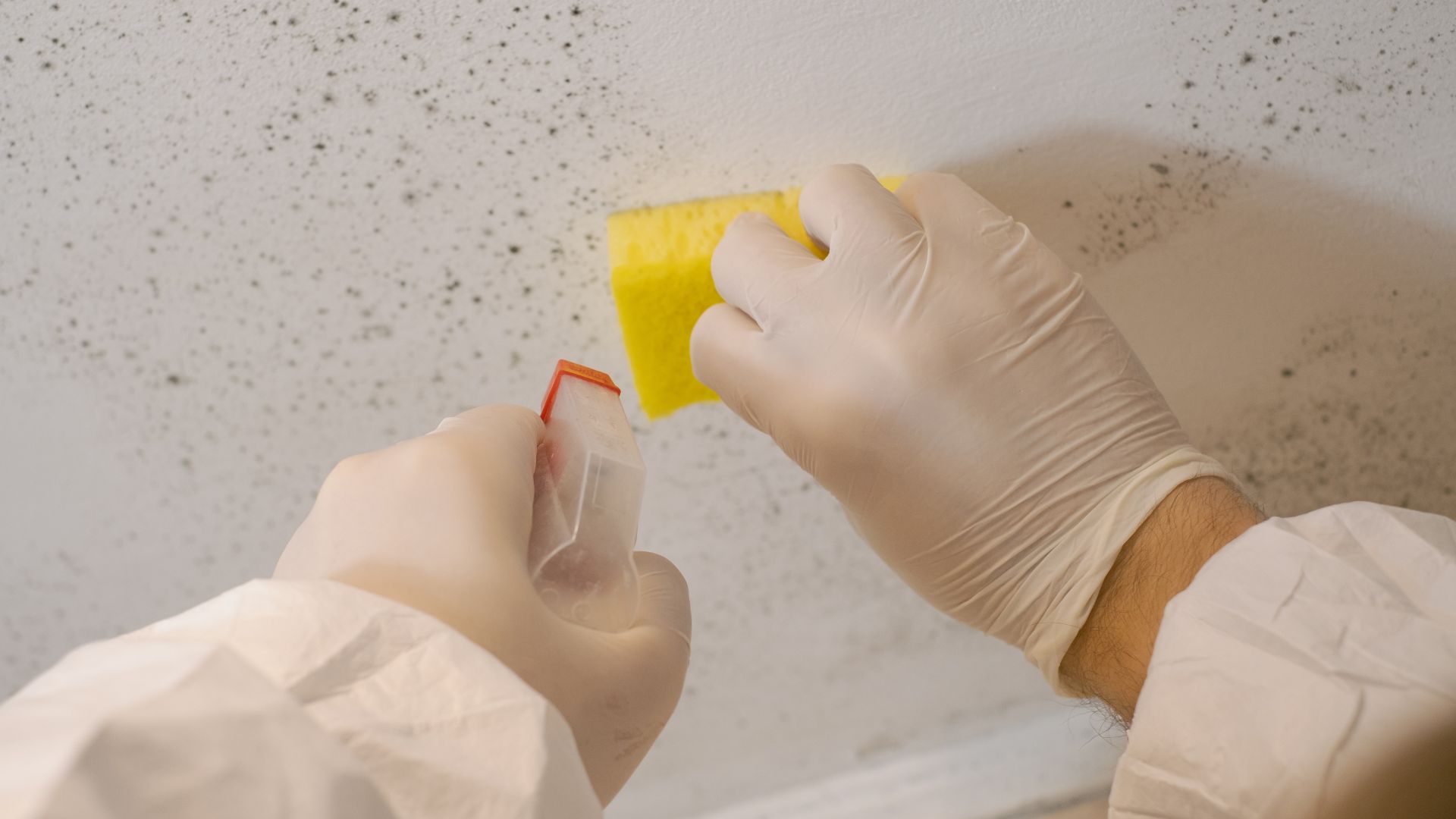 Recognizing Issues with Mold and Engaging Plumbers