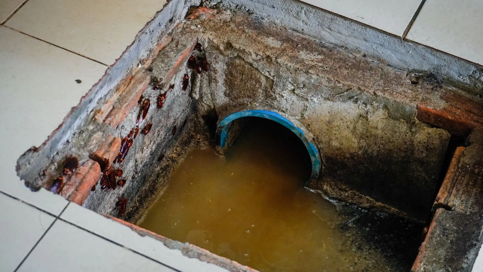 Grease Trap Maintenance for Plumbers